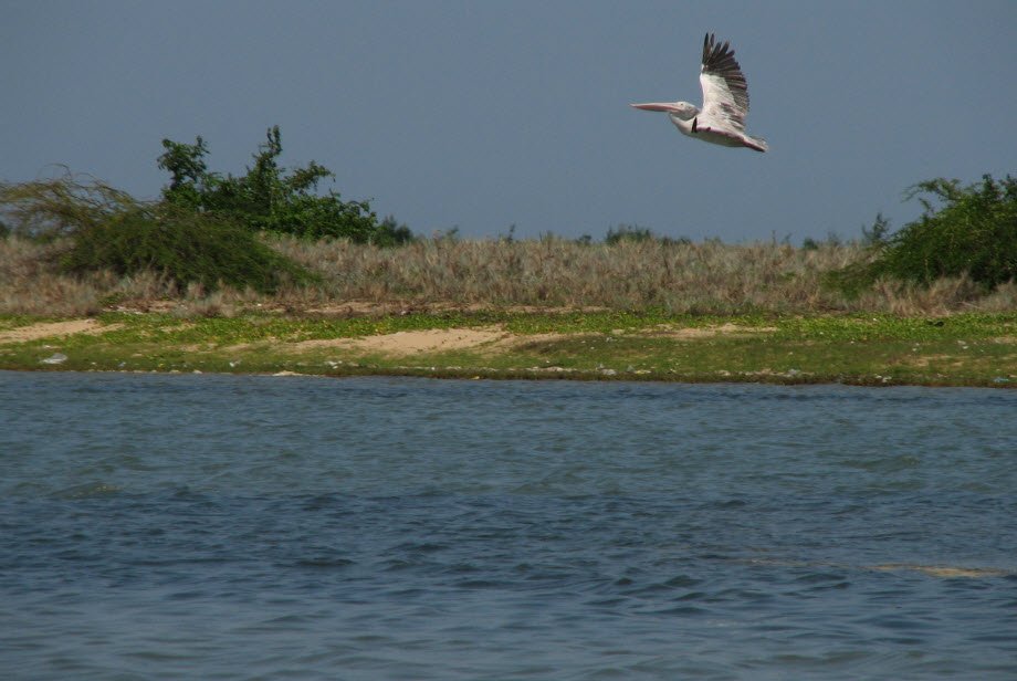 Pulicat Lake